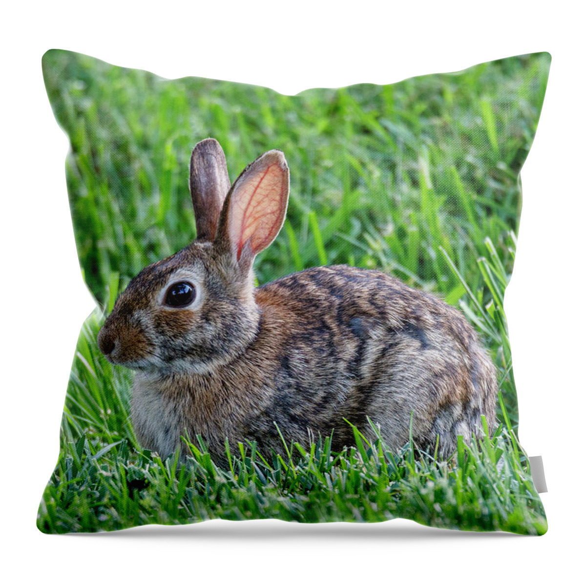 Rabbit Throw Pillow featuring the photograph Backyard Bunny by David Beechum