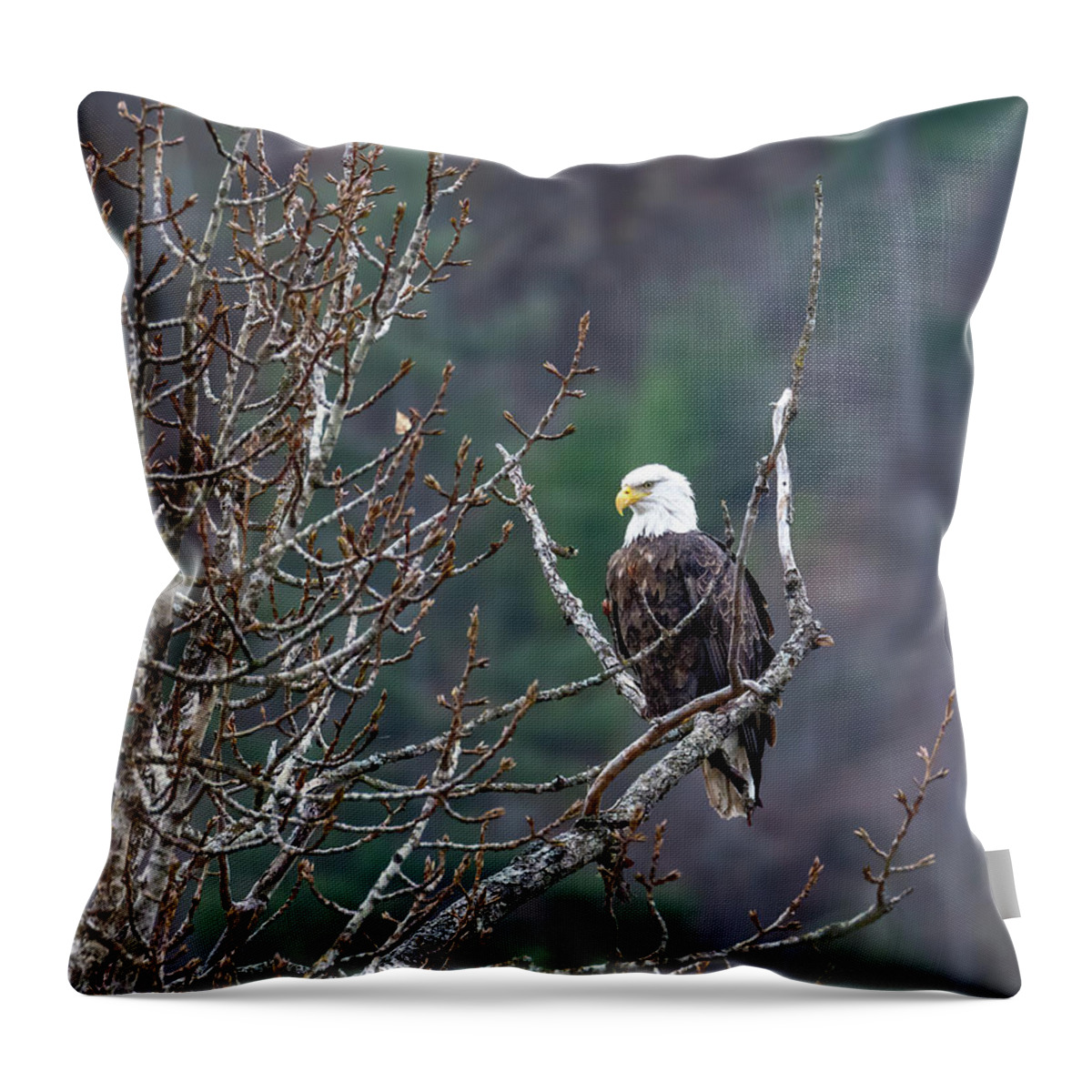 Bald Eagle Profile Throw Pillow featuring the photograph Bald Eagle Profile by Jemmy Archer