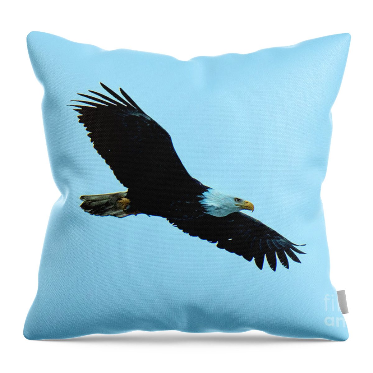 Natanson Throw Pillow featuring the photograph Bald Eagle Soaring over the Homer Spit by Steven Natanson