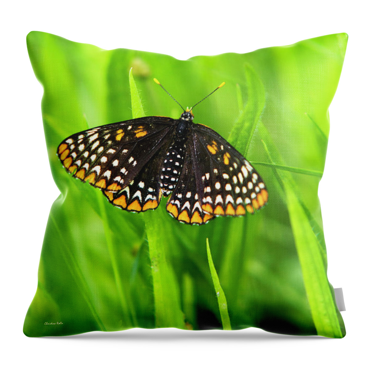 Baltimore Checkerspot Butterfly Throw Pillow featuring the photograph Baltimore Checkerspot Butterfly by Christina Rollo