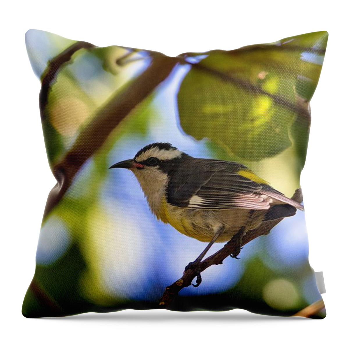 Birds Throw Pillow featuring the photograph Bananquit by Montez Kerr