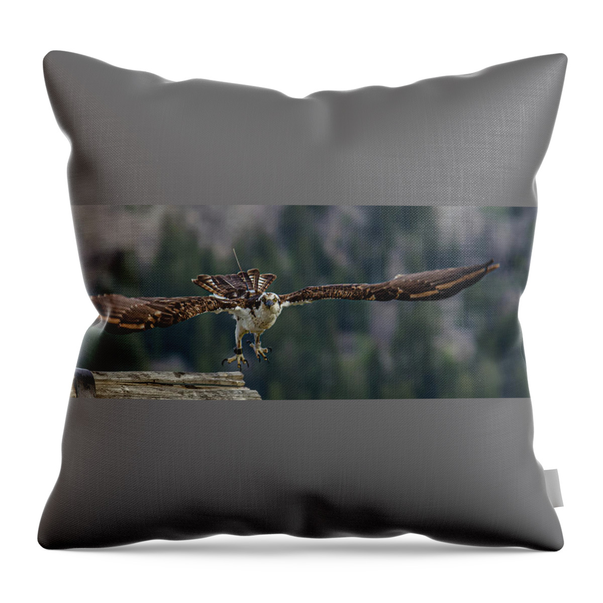 Birds Throw Pillow featuring the photograph Banded But Bold by Yeates Photography