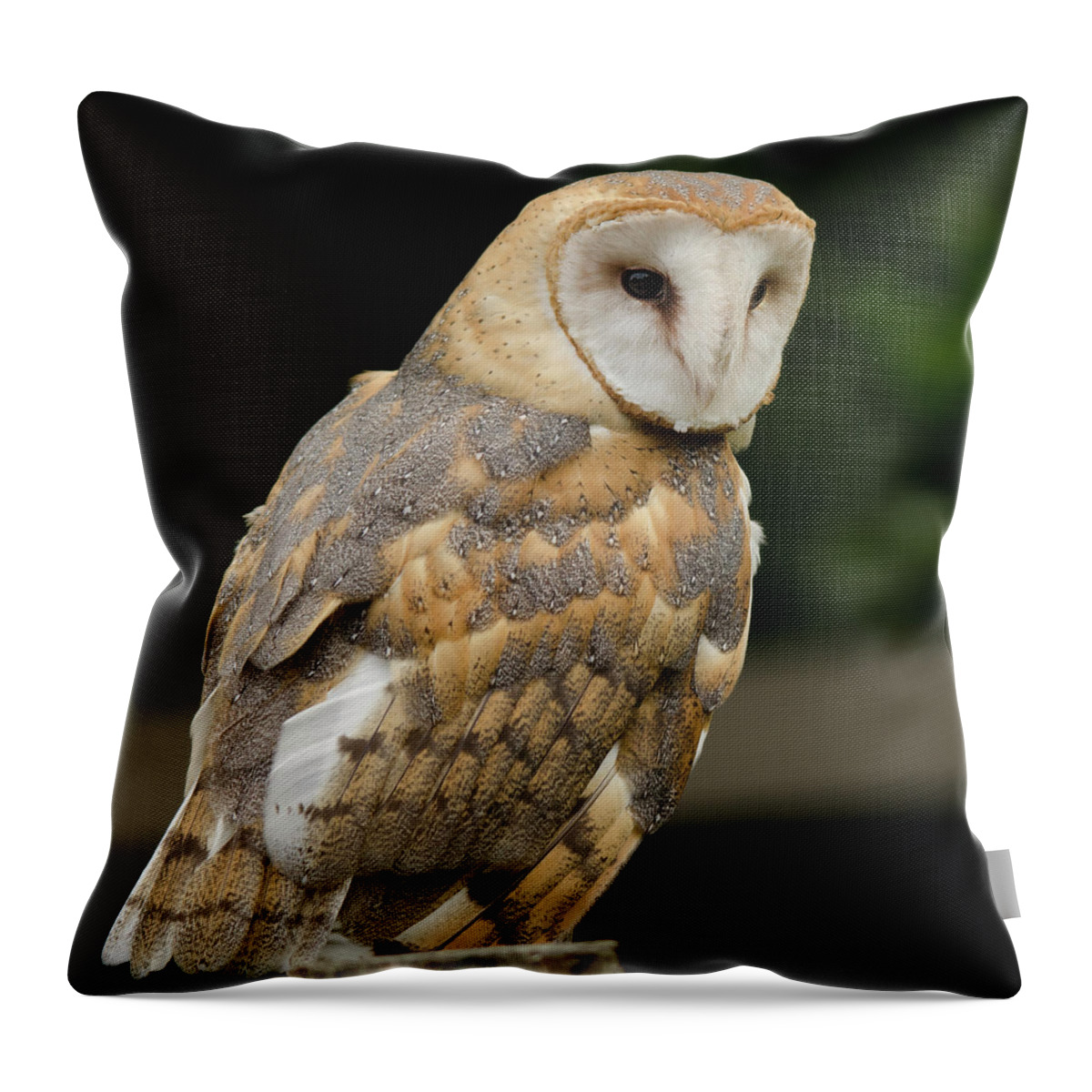 Barn Owl Looking On Throw Pillow featuring the photograph Barn Owl looking on by Carolyn Hall