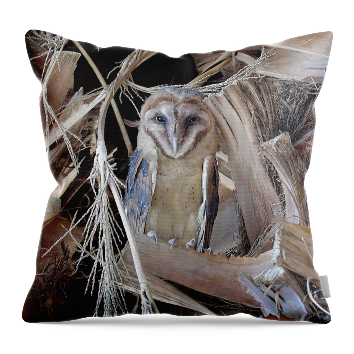Barn Owl Throw Pillow featuring the photograph Barn Owl by Perry Hoffman