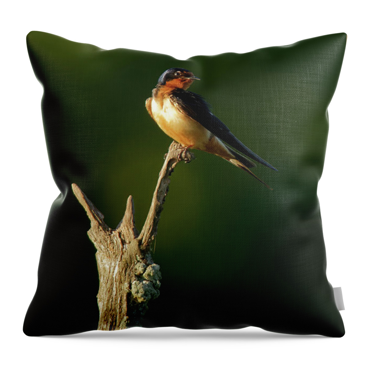 Swallow Throw Pillow featuring the photograph Barn Swallow in Dusk Sunlight by Natural Focal Point Photography