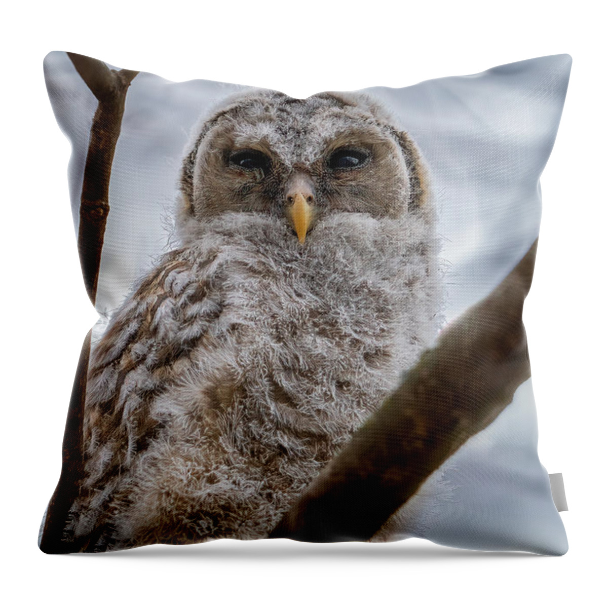 Owl Throw Pillow featuring the photograph Barred Baby by Brad Bellisle