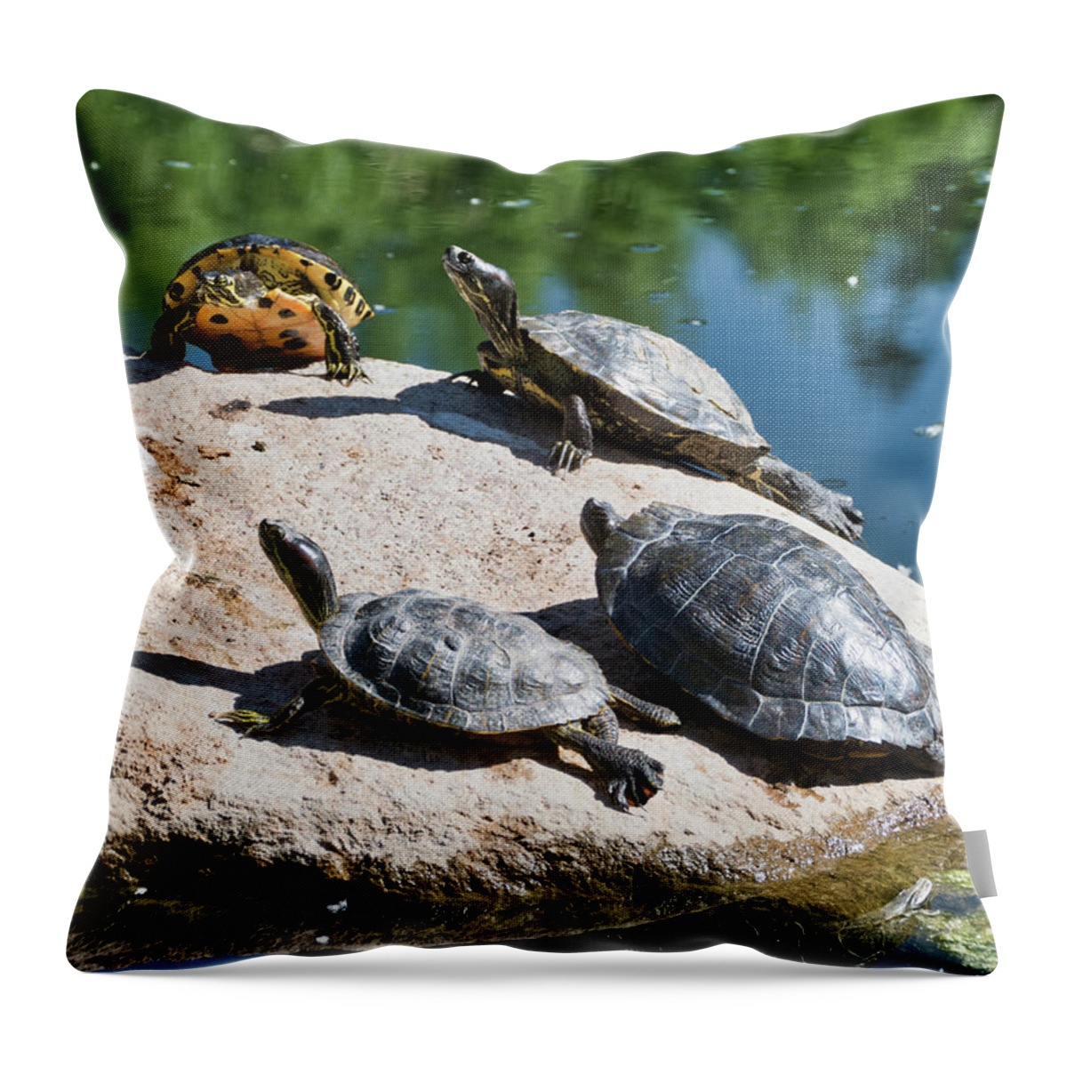 Animals Throw Pillow featuring the photograph Basking in the sun by Segura Shaw Photography