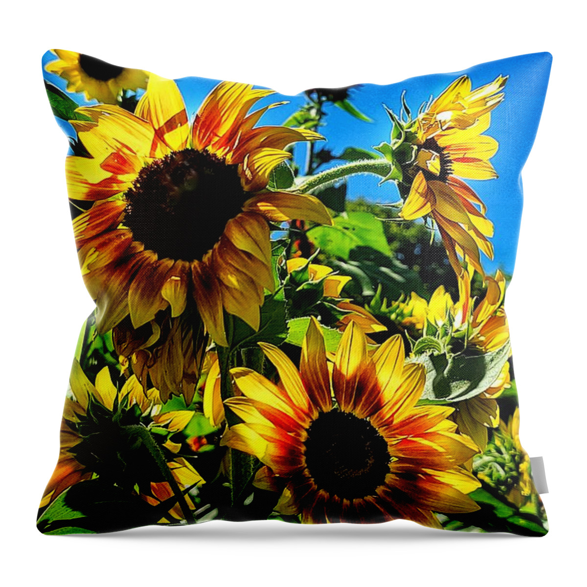 Sunflower Throw Pillow featuring the photograph Basking by Terry Ann Morris