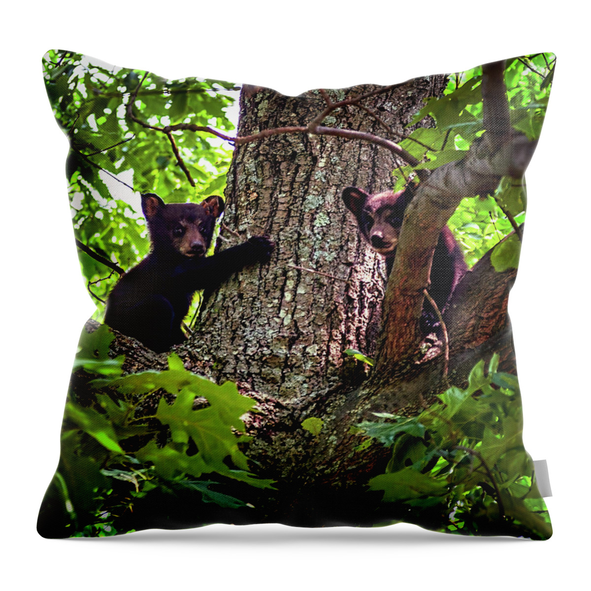 North Carolina Throw Pillow featuring the photograph Bear Cubs in a Tree by Dan Carmichael