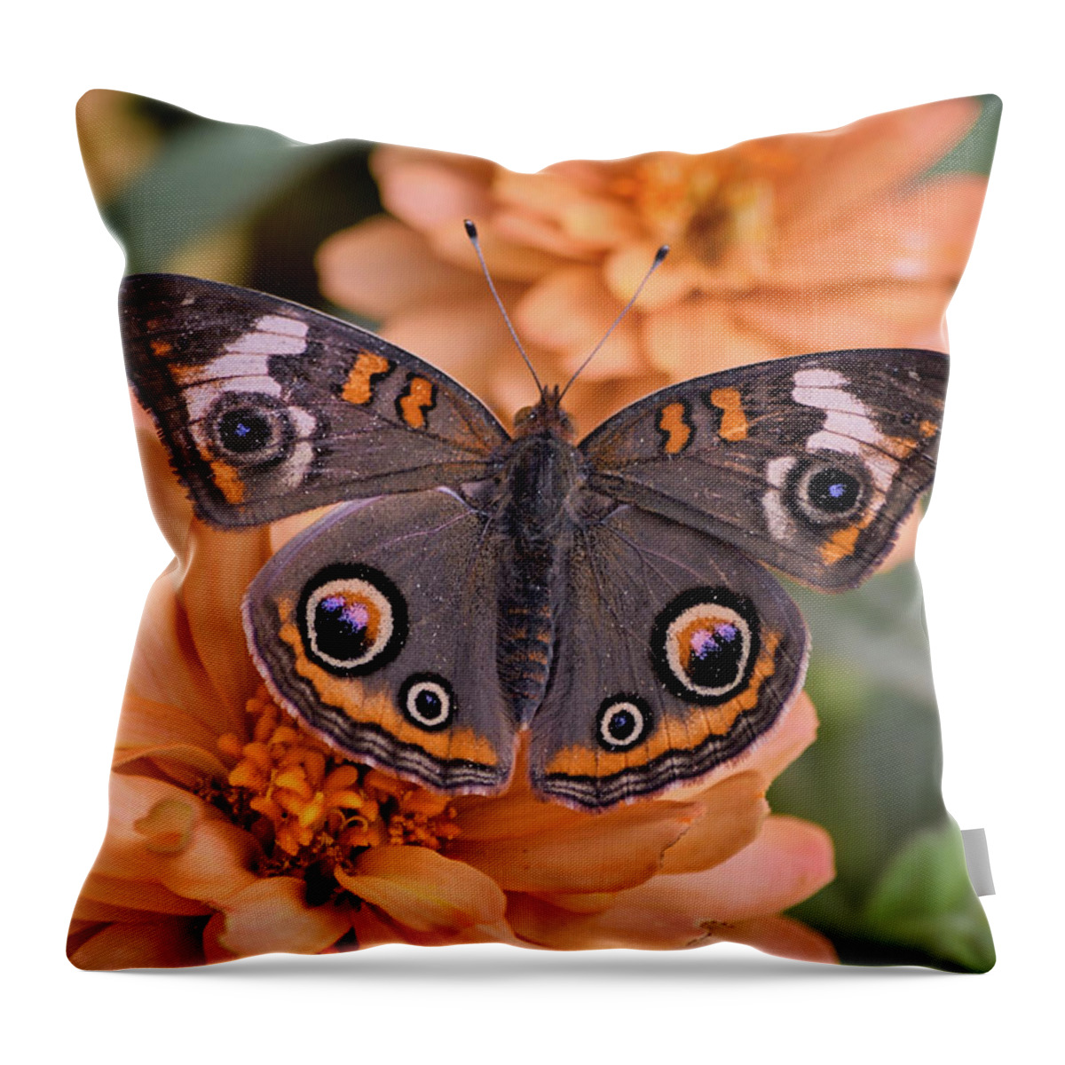 Buckeye Butterfly Throw Pillow featuring the photograph Beautiful Buckeye Butterfly by Richard Bryce and Family