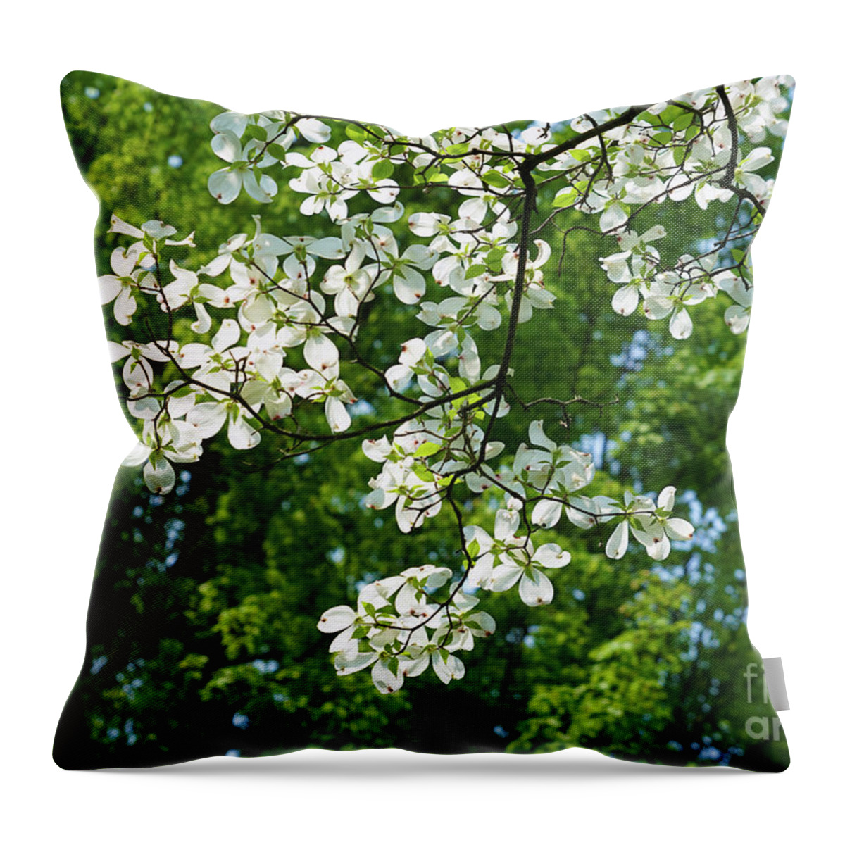 Beautiful Dogwood Throw Pillow featuring the photograph Beautiful Dogwood by Rachel Cohen