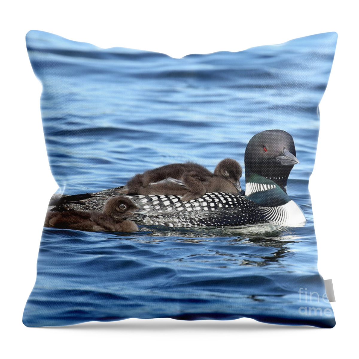 Loon Throw Pillow featuring the photograph Beautiful mom and her 2 chicks by Heather King