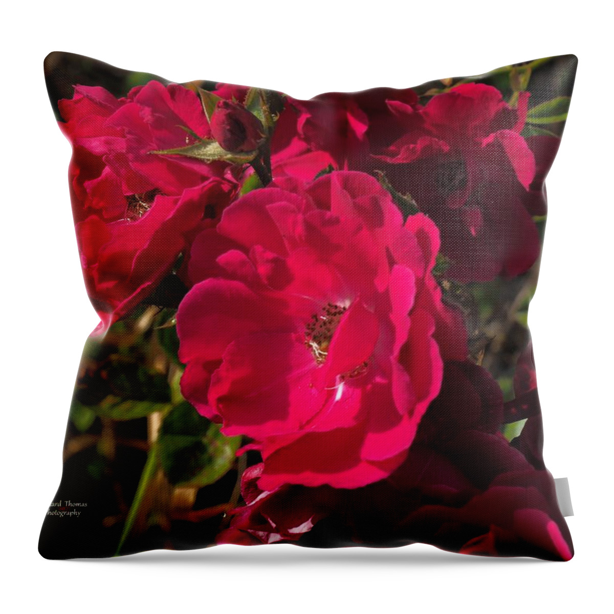 Botanical Throw Pillow featuring the photograph Beautiful Red Roses by Richard Thomas