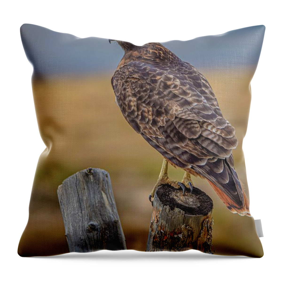 Red-tailed Hawk Throw Pillow featuring the photograph Beautiful Red-Tailed Hawk by USDA Preston Keres