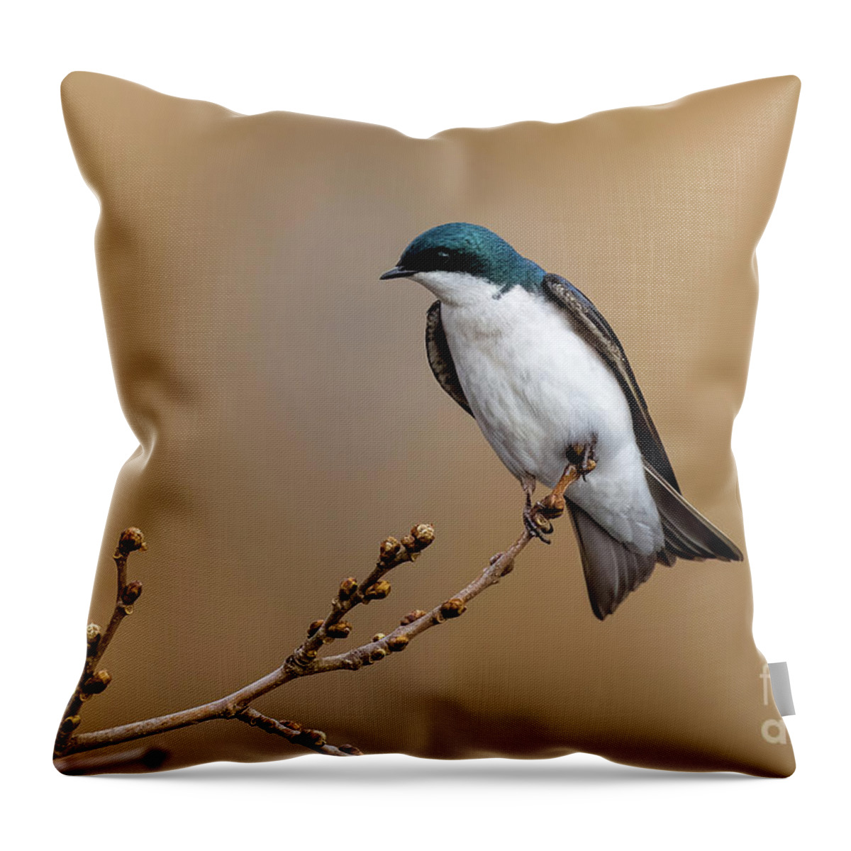 Tree Swallow Throw Pillow featuring the photograph Beautiful Tree Swallow by Sam Rino