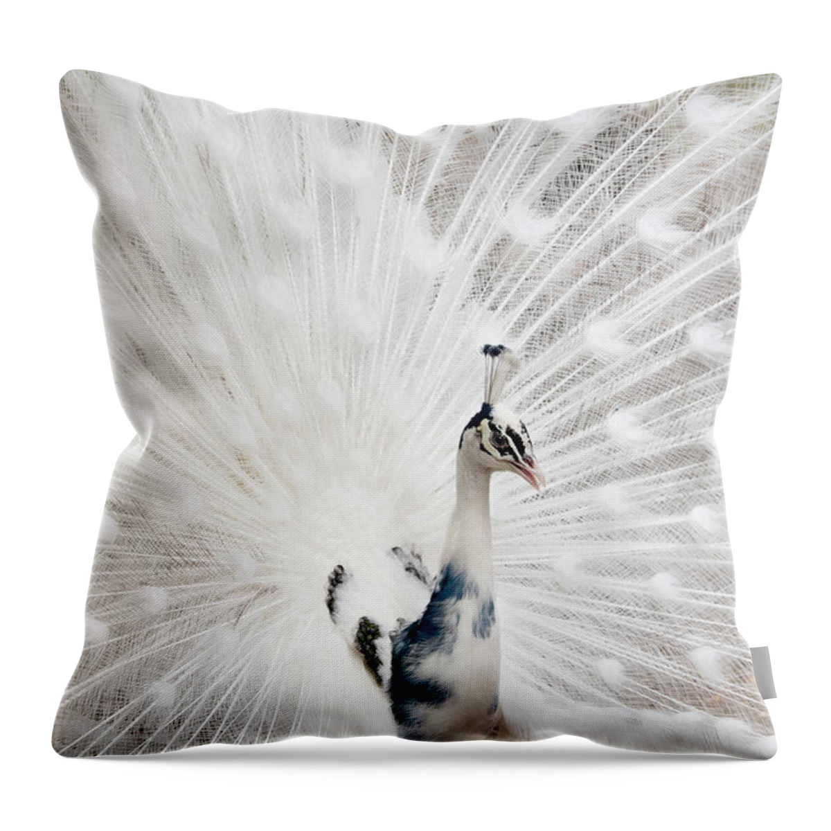 White Peacock Throw Pillow featuring the photograph Beautiful White Peacock by Louise Tanguay