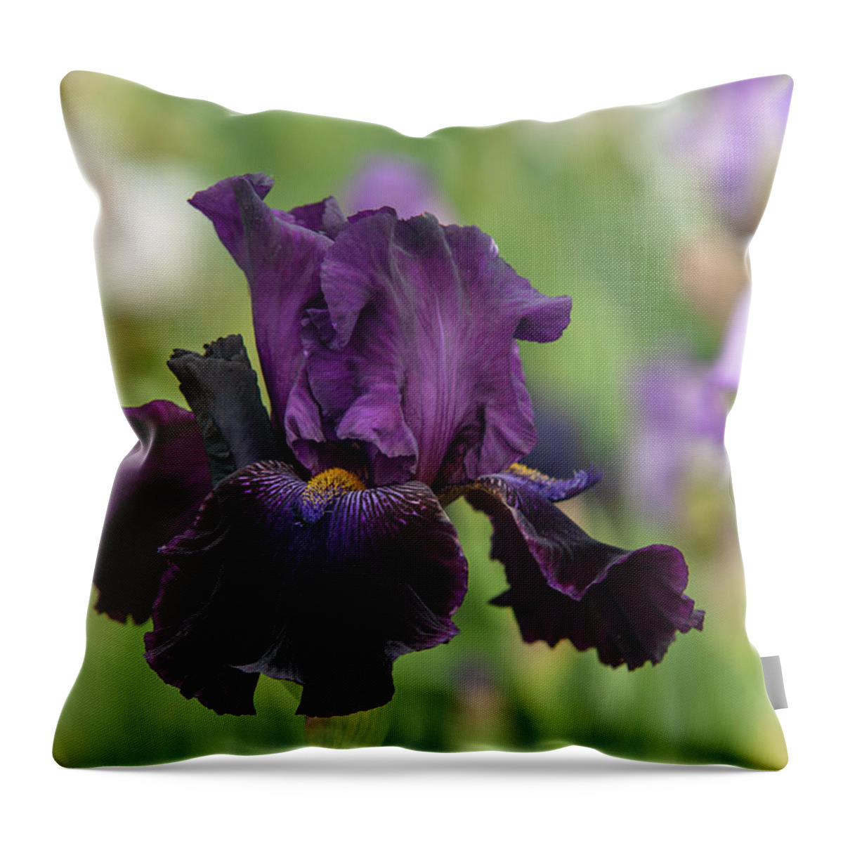 Jenny Rainbow Fine Art Photography Throw Pillow featuring the photograph Beauty Of Irises - Count Dracula by Jenny Rainbow