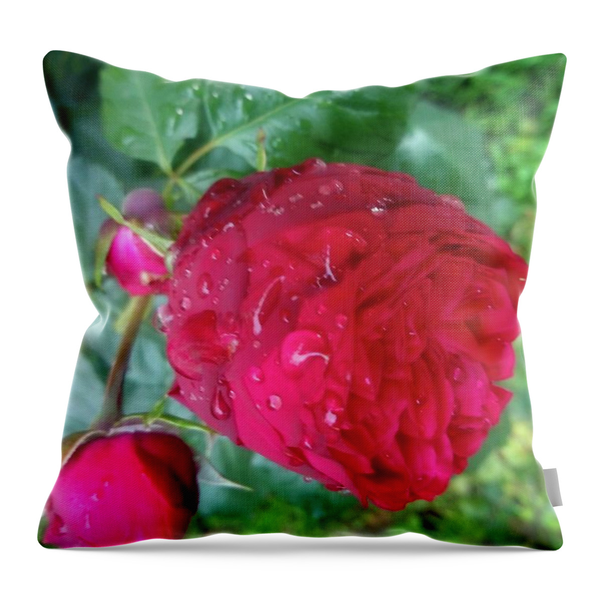 Raindrops Throw Pillow featuring the photograph Beauty Of Red Rose II by Leonida Arte
