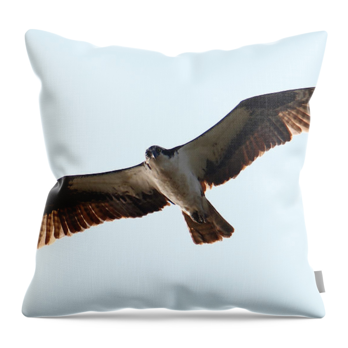 Osprey Throw Pillow featuring the photograph Being Stared Down by the Osprey by Tony Lee