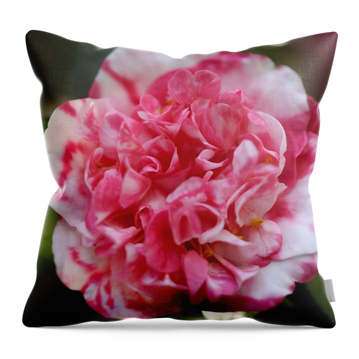Camellia Throw Pillow featuring the photograph Bi-Color Camellia III by Mingming Jiang