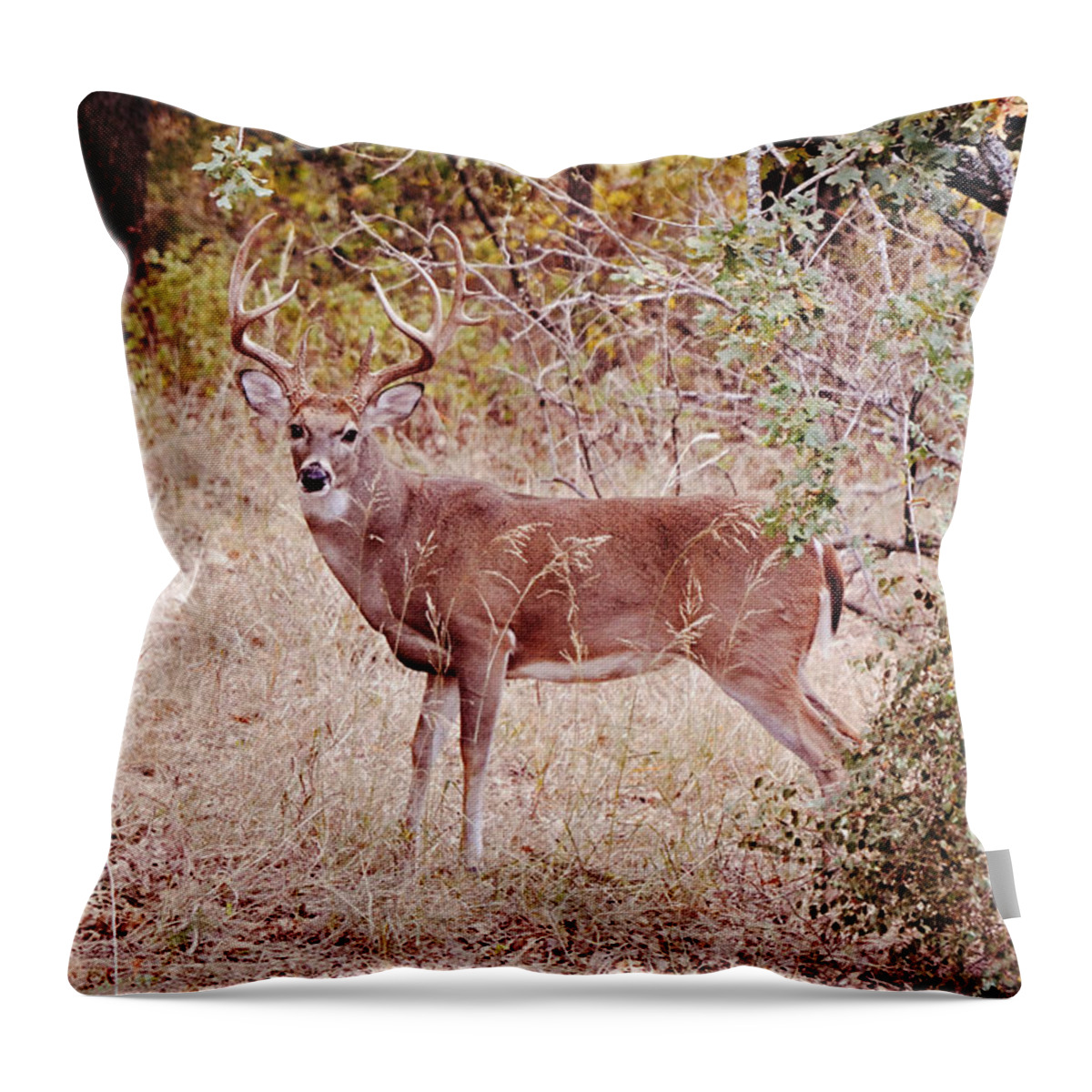 Deer Throw Pillow featuring the photograph Big 12 Point Buck Deer in Wild by Gaby Ethington