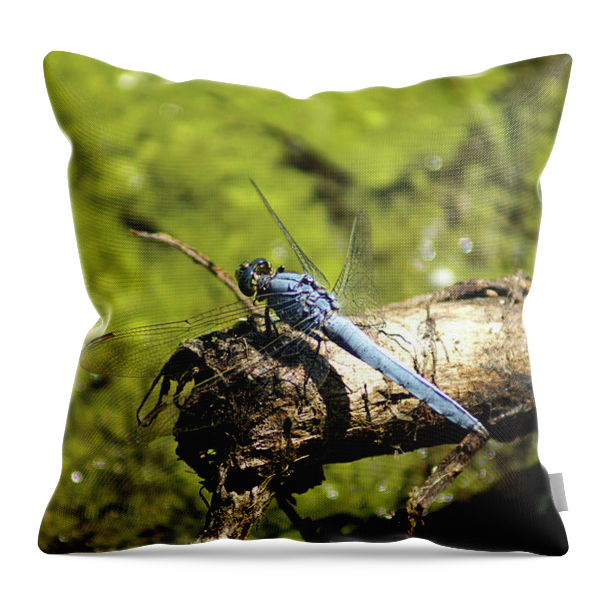 Dragonfly Throw Pillow featuring the photograph Big Blue 1 by Cameron Wood