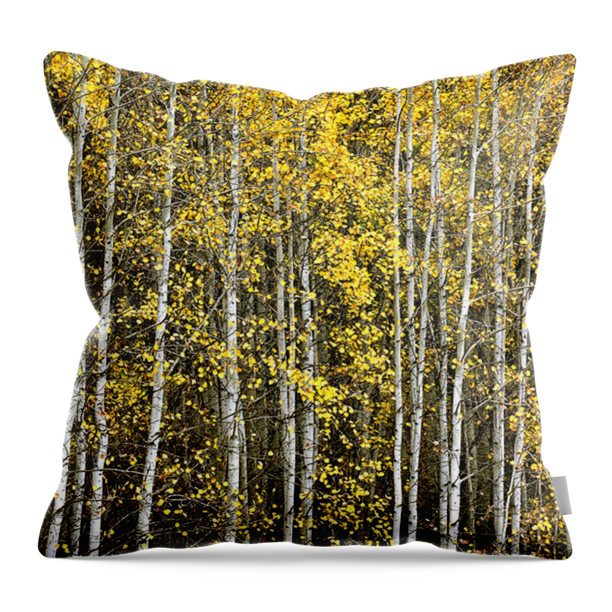 Birch Throw Pillow featuring the photograph Birch in the Fall by Sean Henderson