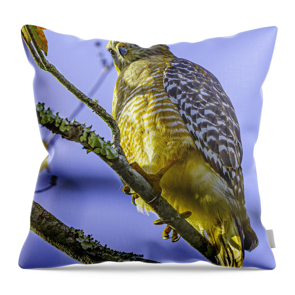 Bird Of Prey Throw Pillow featuring the photograph Bird of Prey by Gordon Elwell