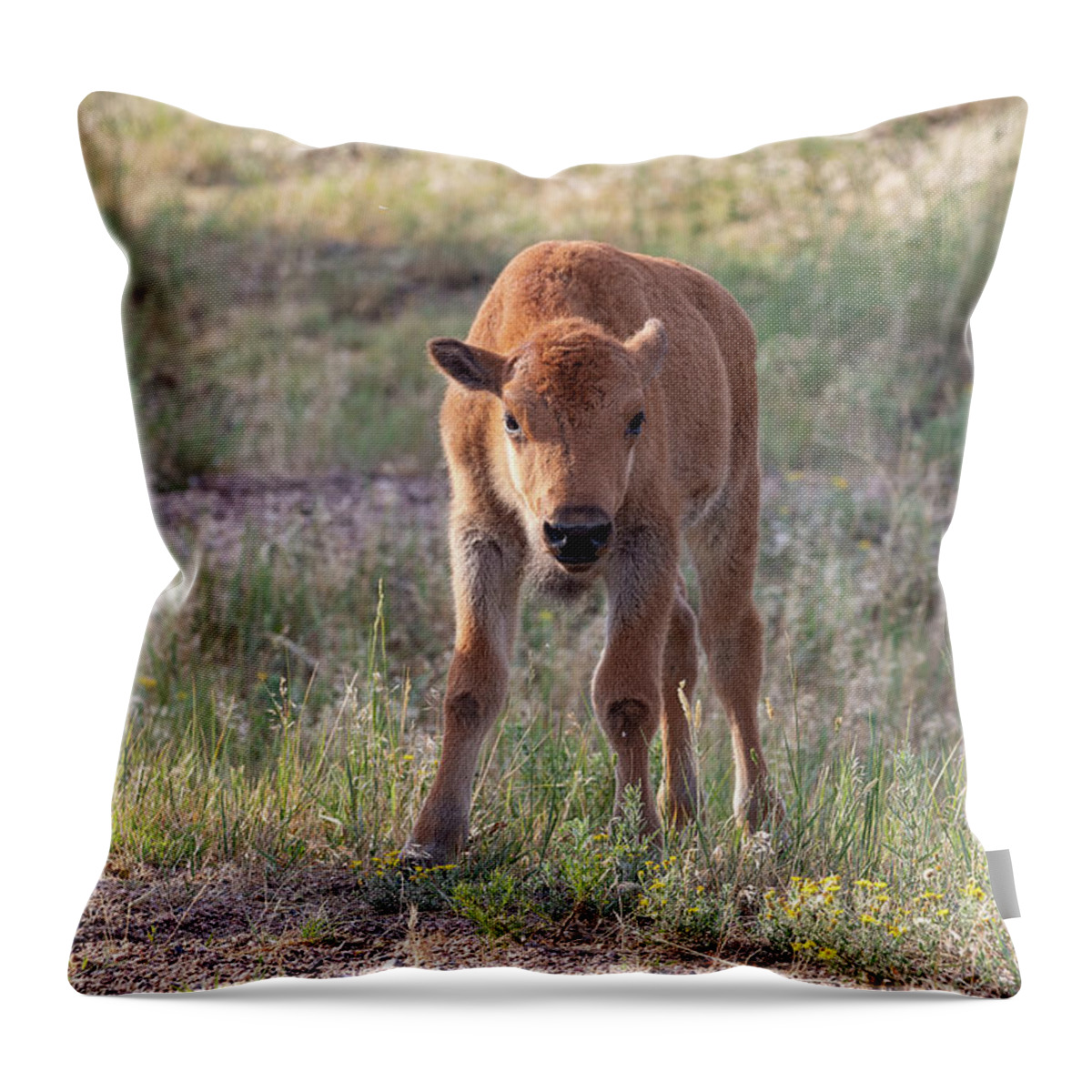Bison Throw Pillow featuring the photograph Bison Calf in the Morning Sun by Tony Hake