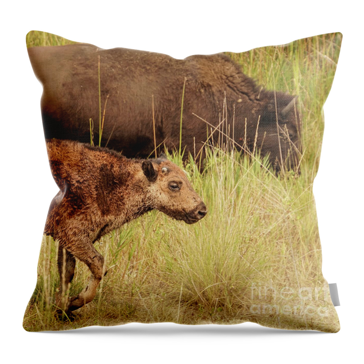 Bison Throw Pillow featuring the photograph Bison Calf near Mother by Nancy Gleason