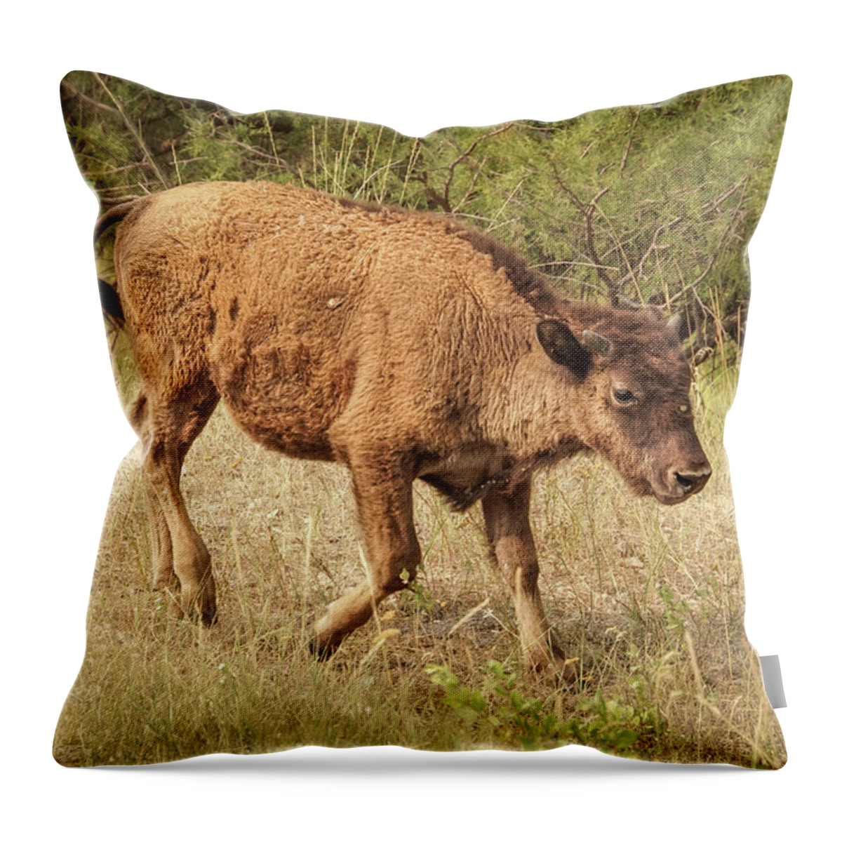 Bison Throw Pillow featuring the photograph Bison Calf on a Walk by Nancy Gleason