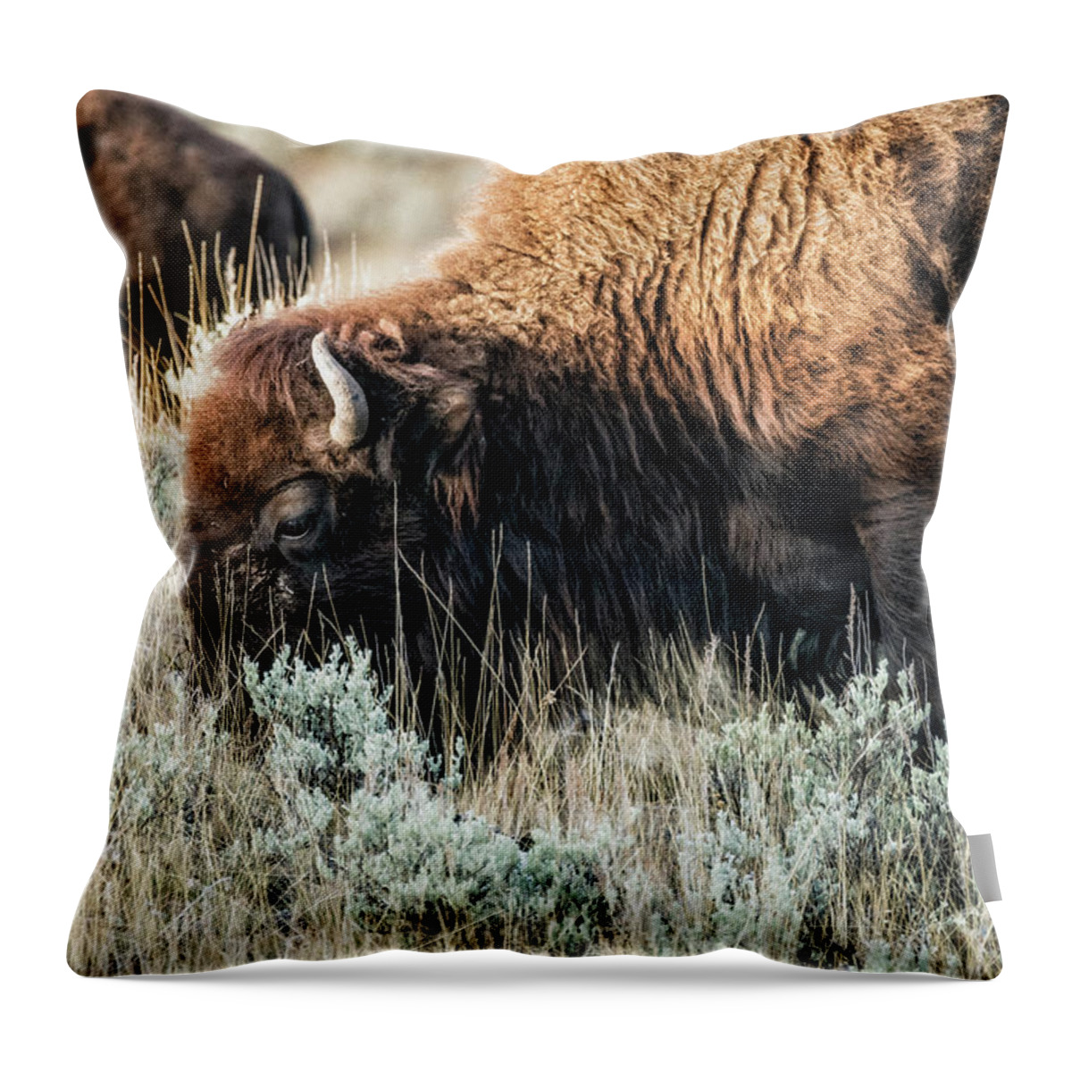American Bison Throw Pillow featuring the photograph Bison Grazing by Al Andersen