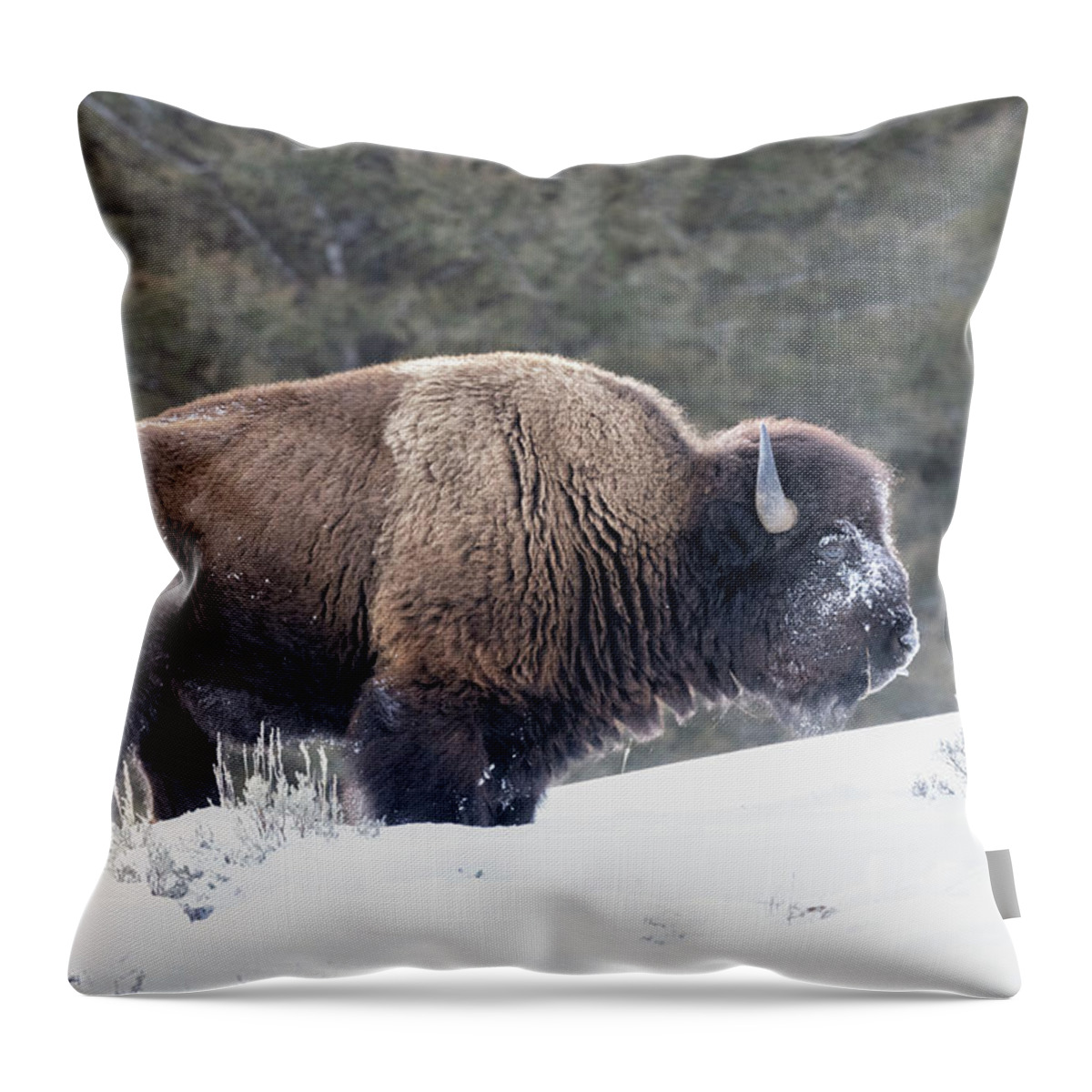 Yellowstone National Park Throw Pillow featuring the photograph Bison Outstanding by Cheryl Strahl