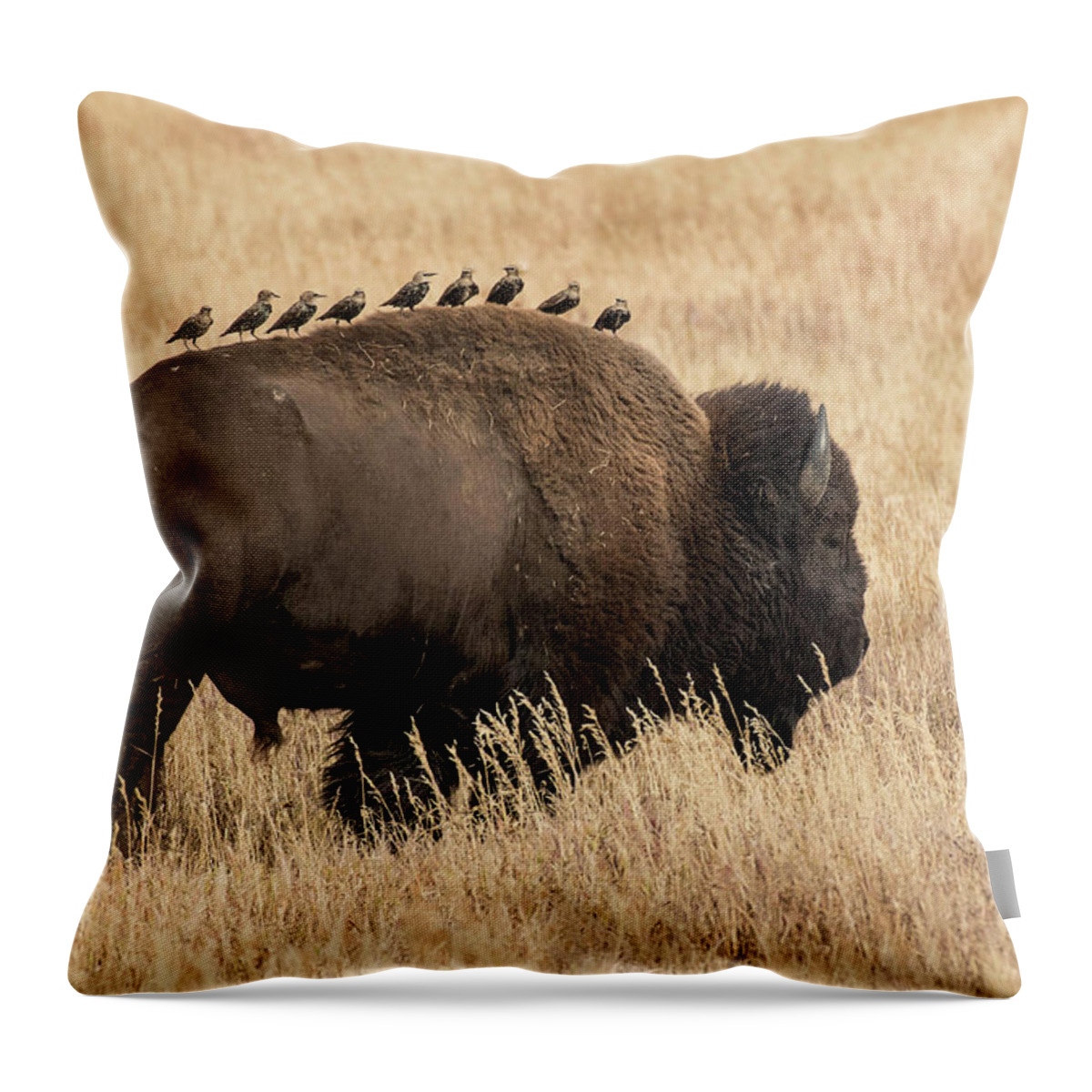 Animals Throw Pillow featuring the photograph Bison Uber by Linda Shannon Morgan