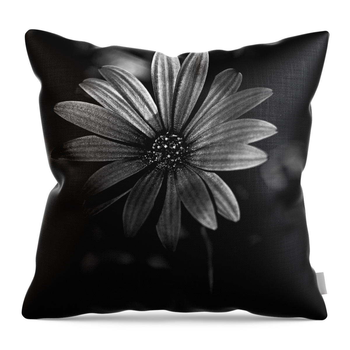 Black And White Daisy Throw Pillow featuring the photograph Black and white daisy by Al Fio Bonina