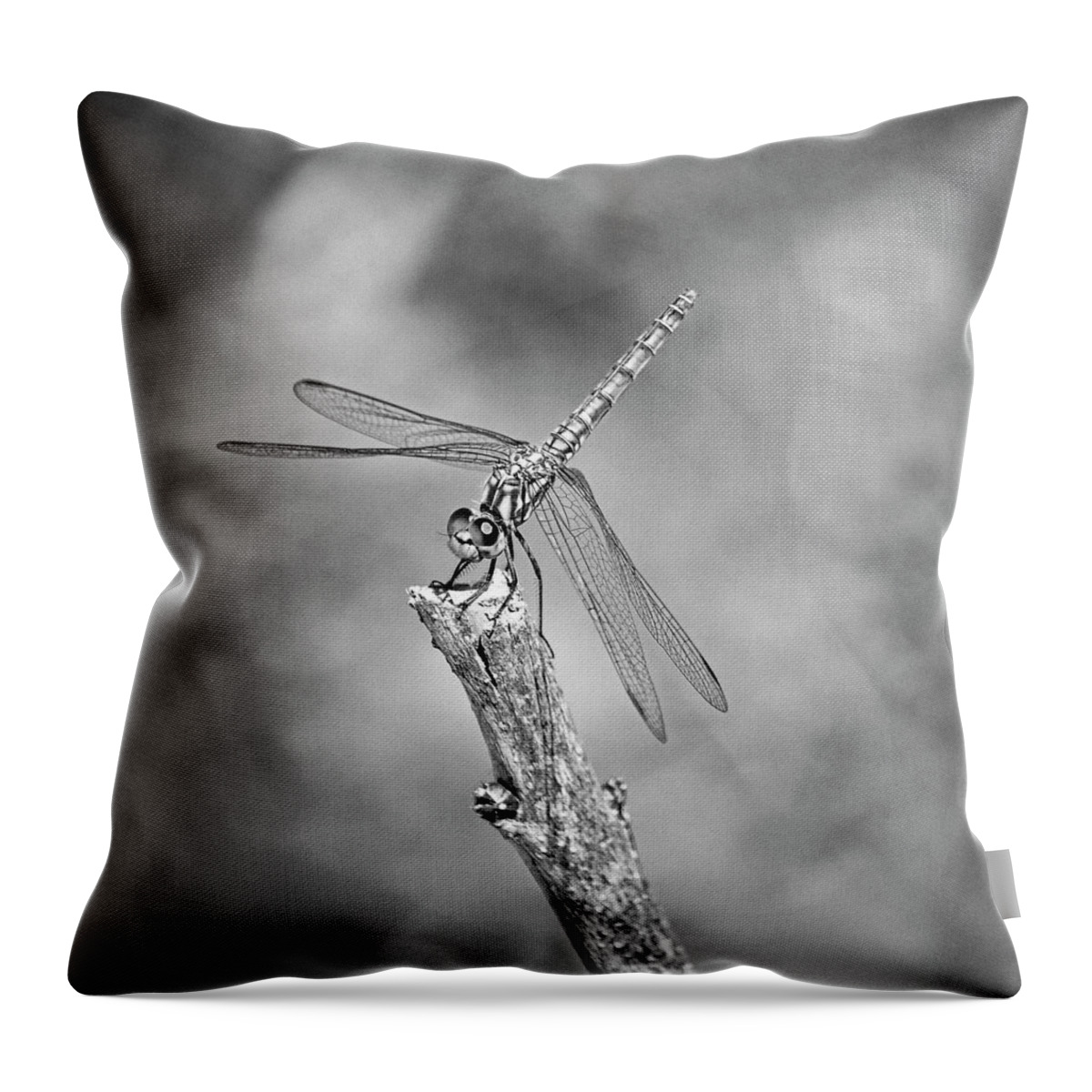 Dragonfly Throw Pillow featuring the photograph Black and white dragonfly by Mirko Chessari