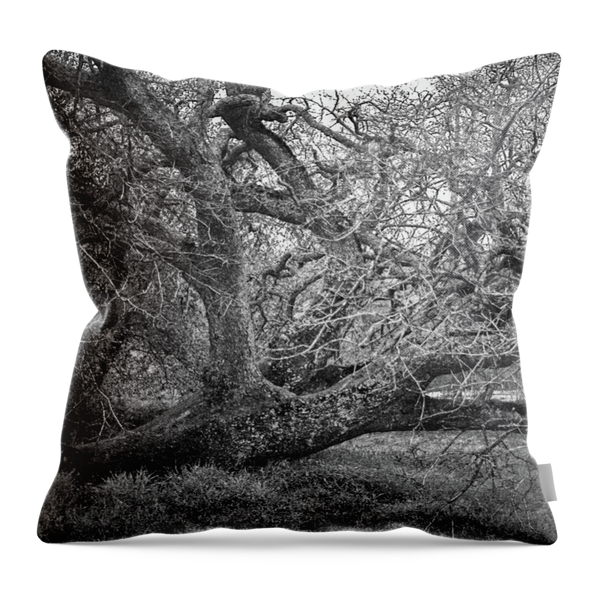 Oak Tree Throw Pillow featuring the photograph Black and White Oak Tree II by Sally Bauer