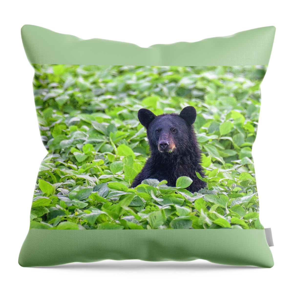 Black Bear Throw Pillow featuring the photograph Black Bear Bean Breakfast by Fon Denton