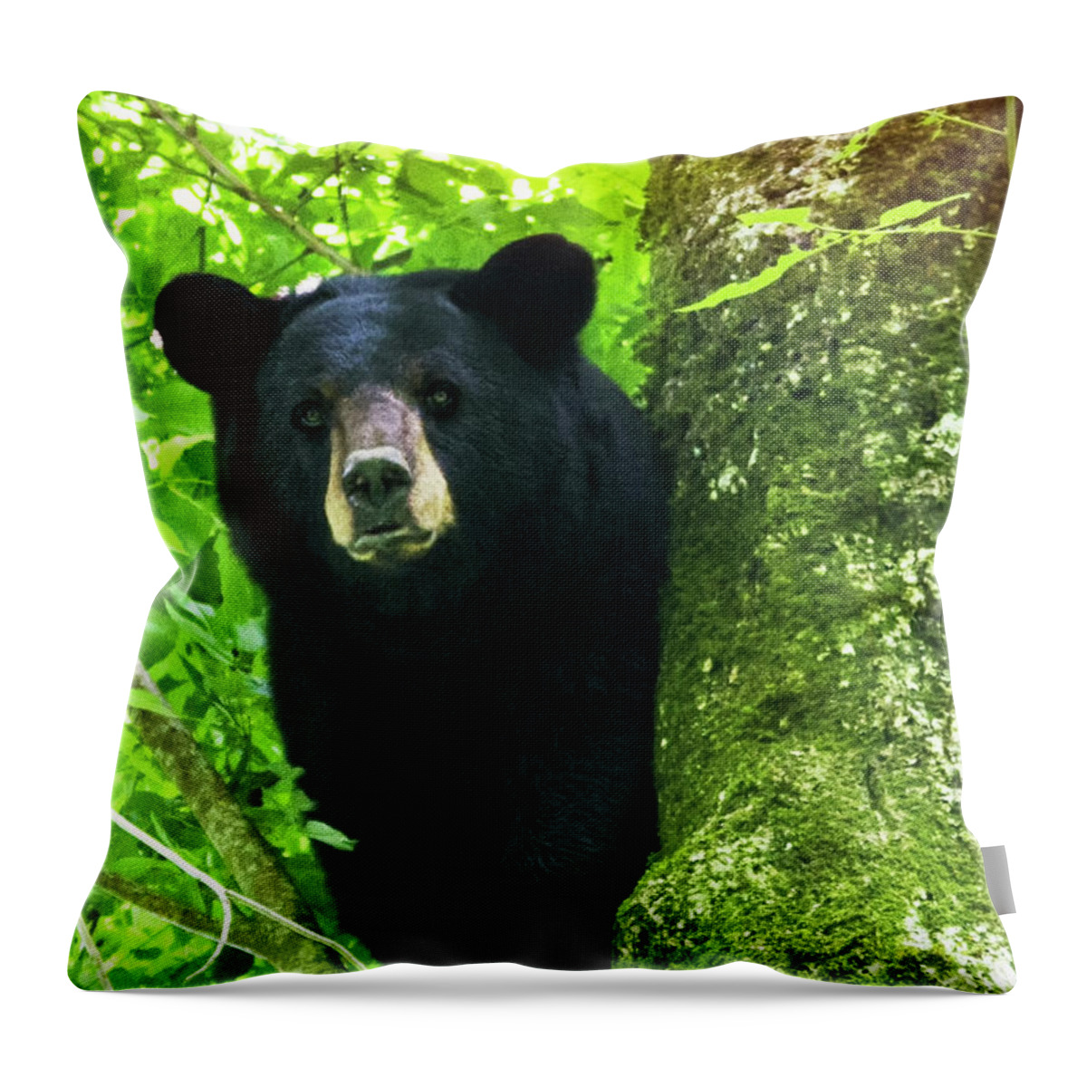 Bear Throw Pillow featuring the photograph Black Bear Up a Tree in the Croatan by Bob Decker