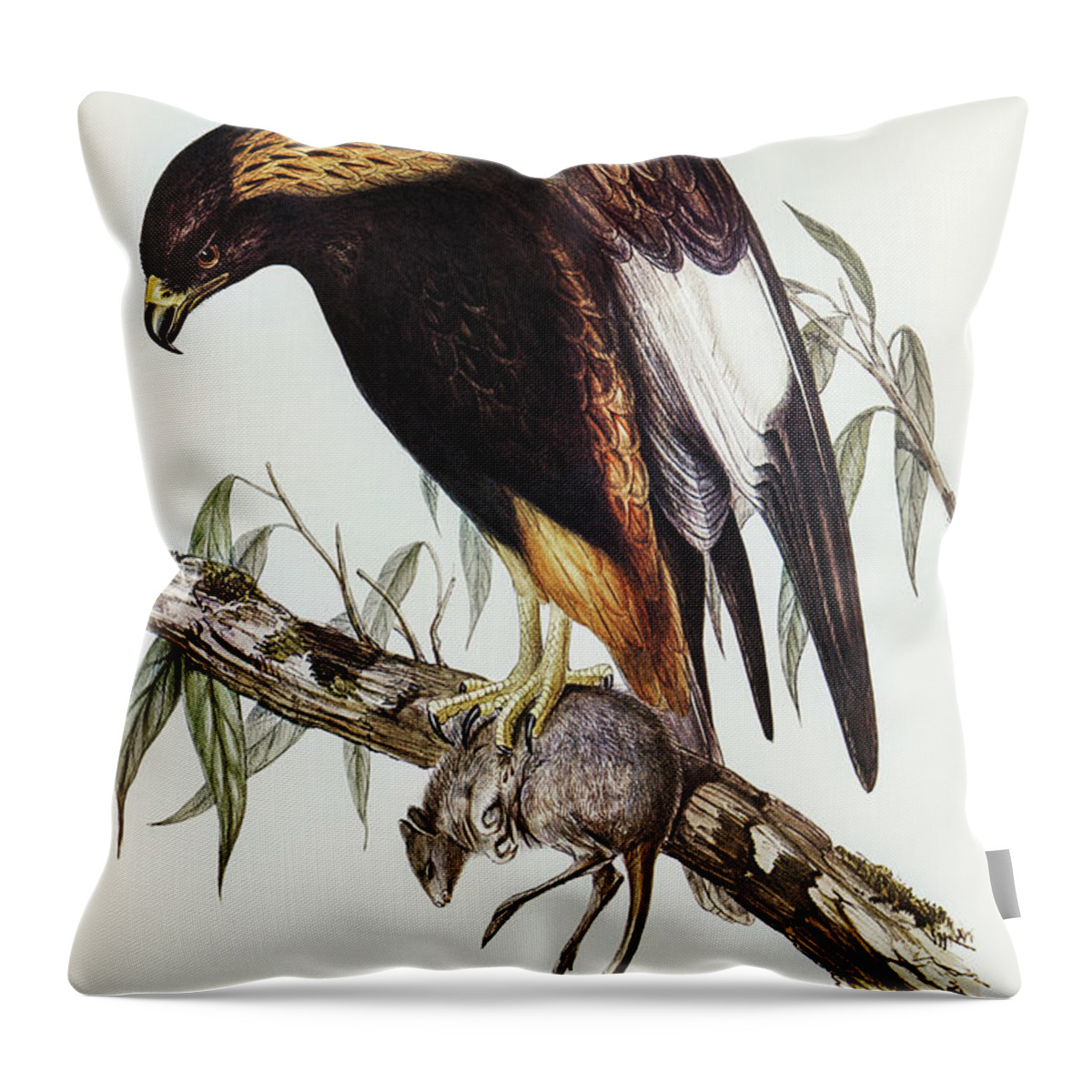 Black-breasted Buzzard Throw Pillow featuring the drawing Black-Breasted Buzzard, Buteo melanosternon by John Gould