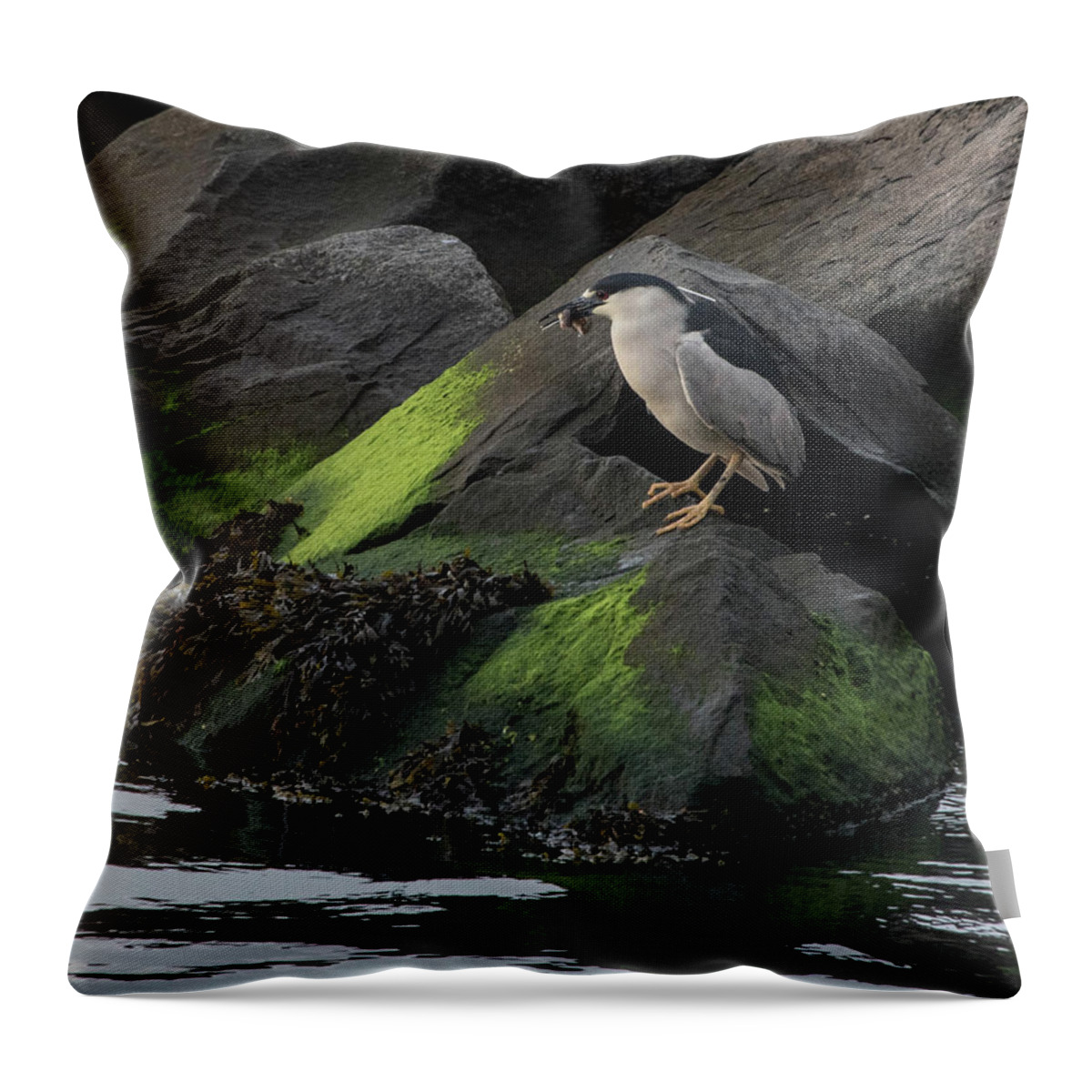 Black Crowned Night Heron Throw Pillow featuring the photograph Black Crowned Night Heron by Alan Goldberg