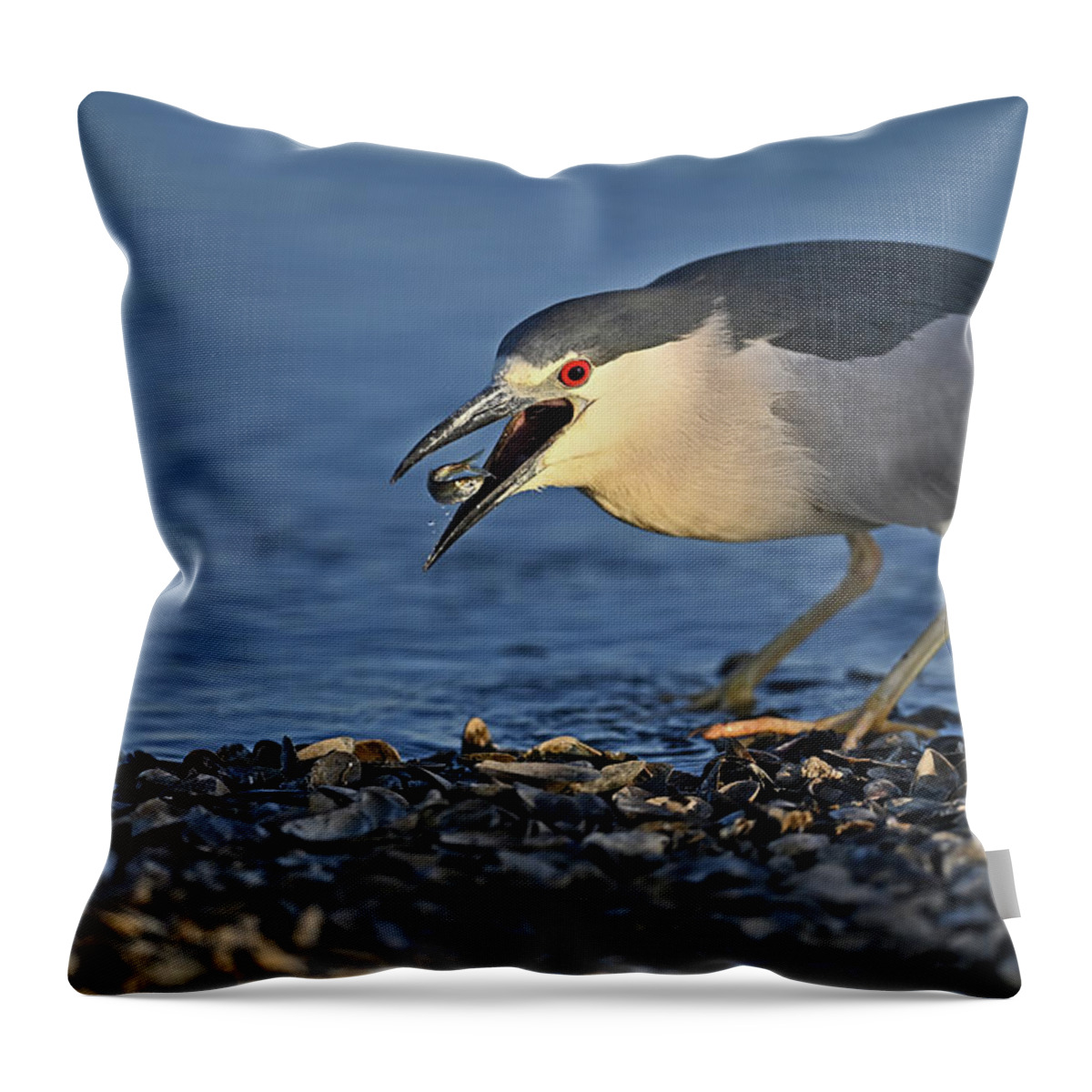  Nycticorax Nycticorax Throw Pillow featuring the photograph Black-crowned Night Heron Gobbling Fish by Amazing Action Photo Video