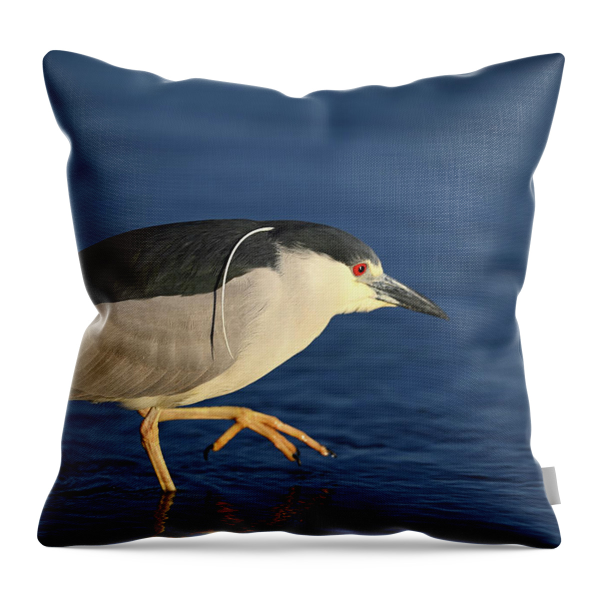  Black-crowned Night Heron Throw Pillow featuring the photograph Black-crowned night heron - Nycticorax nycticorax by Amazing Action Photo Video