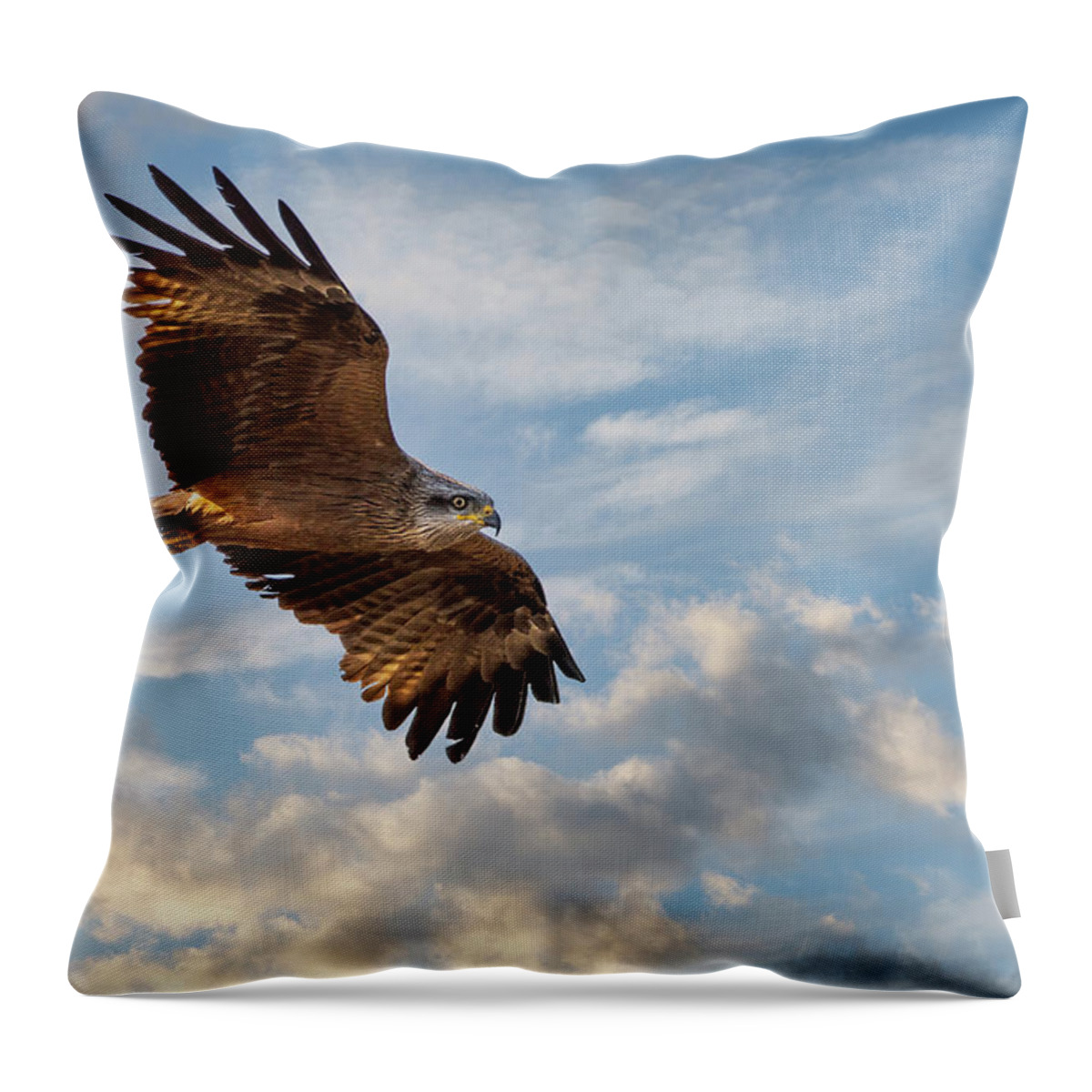 Accipitridae Throw Pillow featuring the photograph Black kite - Milvus migrans by Jivko Nakev