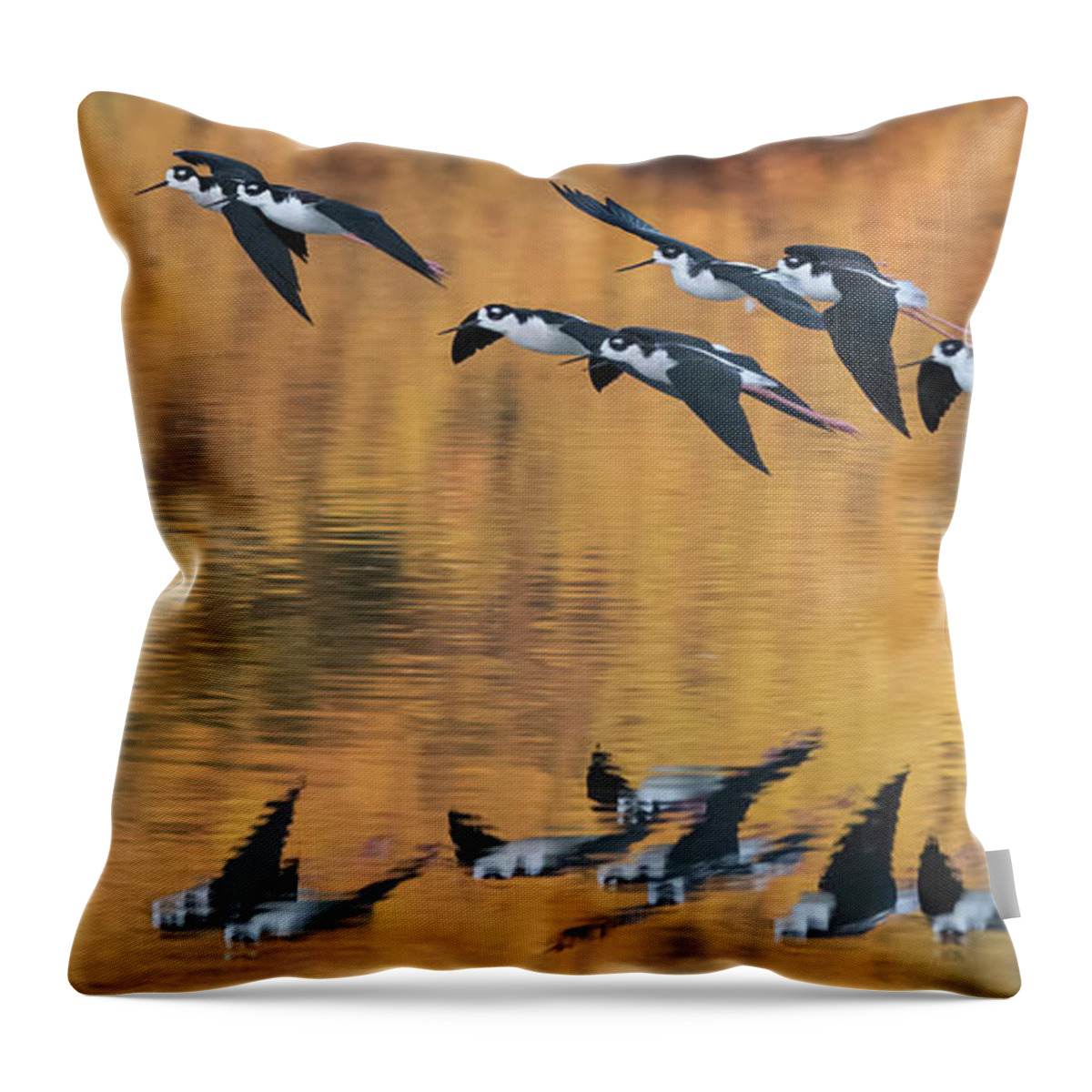 Black-necked Stilts Throw Pillow featuring the photograph Black-necked Stilts 1542-110721-2 by Tam Ryan