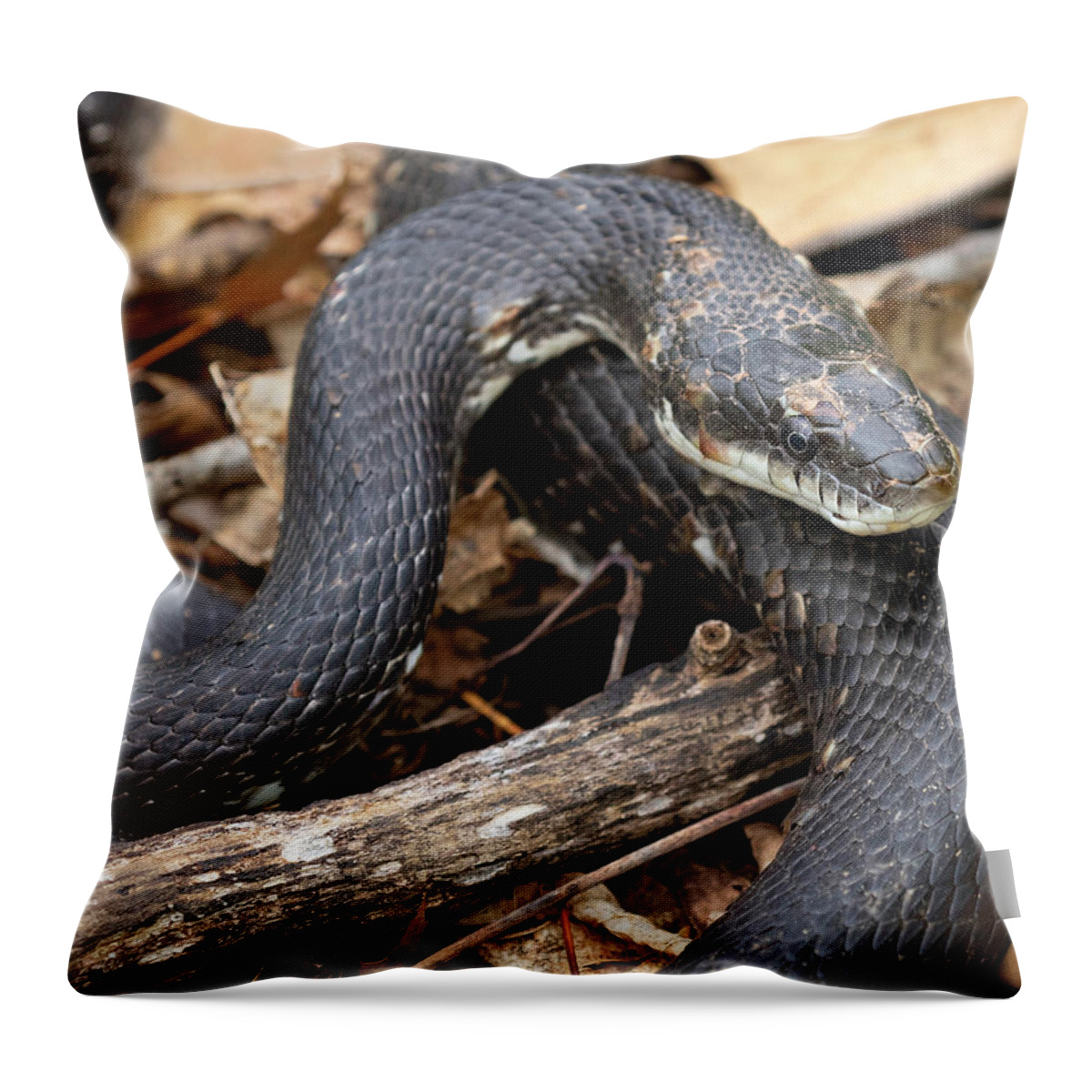 Reptile Throw Pillow featuring the photograph Black Rat Snake by Art Cole