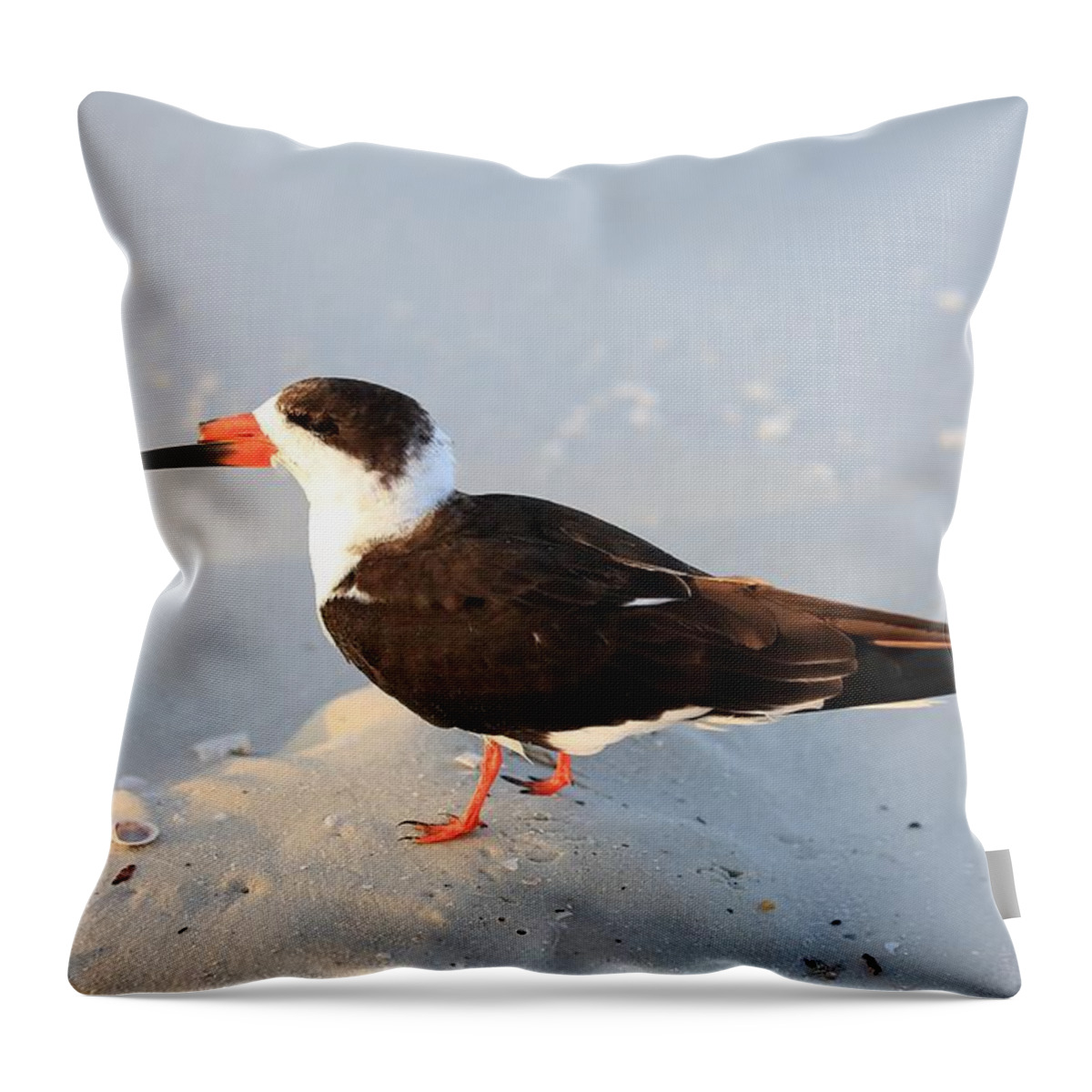 Black Skimmers Throw Pillow featuring the photograph Black Skimmer by Mingming Jiang