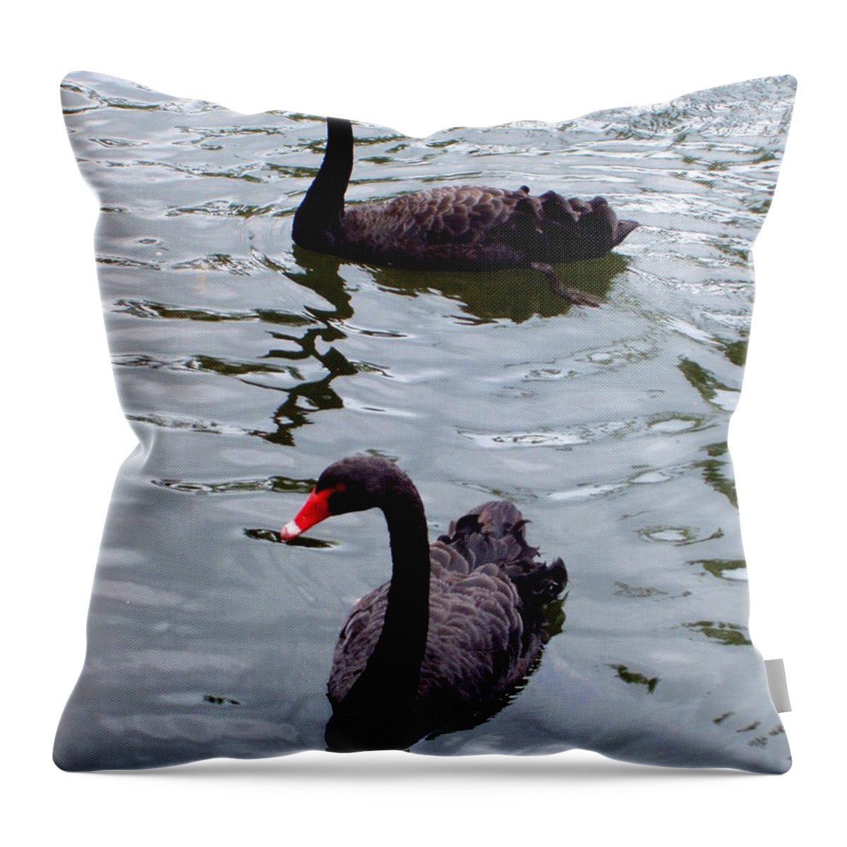 Swans Throw Pillow featuring the photograph Black Swans by Deborah Crew-Johnson