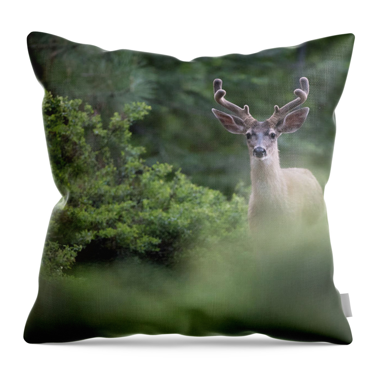Alert Throw Pillow featuring the photograph Black Tail Deer by Mike Fusaro
