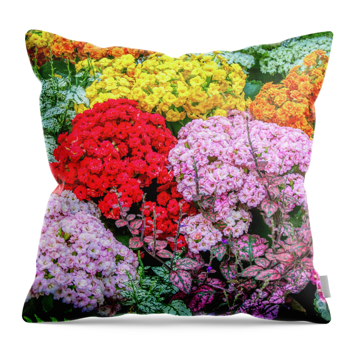 Christchurch Throw Pillow featuring the photograph Blooming beauty by Fran Woods